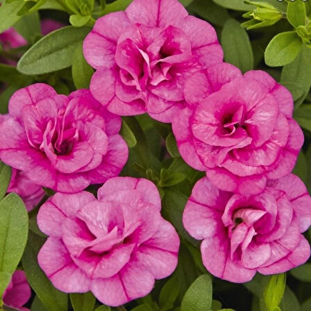 Calita Katmerli Double Rosy Calibrochoa Çiçeği Fidesi (1 adet)
