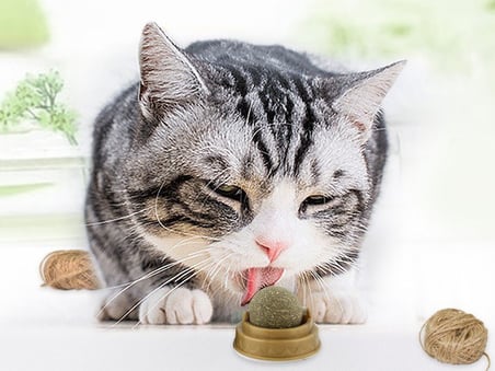 Premium Evcil Eğlencesi İştah Açıcı Kedi Malzemesi Petshop Yapışkanlı Duvar Oyun Topu