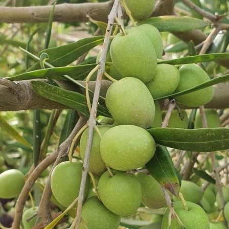 Koleksiyonluk Nadir Çeşit Hastalığa ve Kuraklığa Dayanıklı Halebi Zeytin Fidanı (10-20 cm)