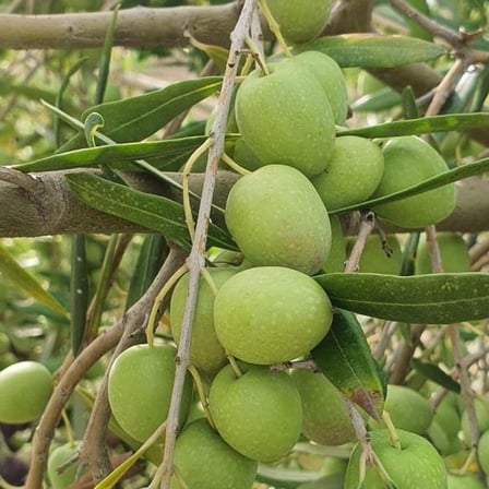 Koleksiyonluk Nadir Çeşit Hastalığa ve Kuraklığa Dayanıklı Halebi Zeytin Fidanı (10-20 cm)