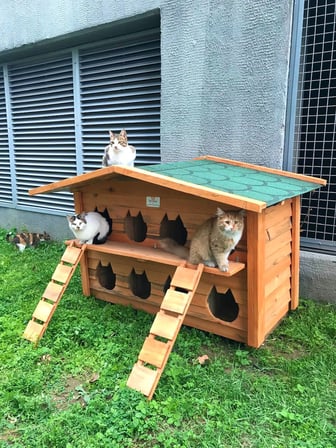 Pati Emlak Ahşap Kedi Evleri 8 Yuvalı Pati Emlak Kedi Kulübesi Ahşap
