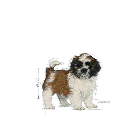 Royal Canin Shih Tzu Yavru Köpek Maması 1.5kg