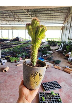 Dekoratif Antrasit Saksıda Cereus Repandus Kaktüs