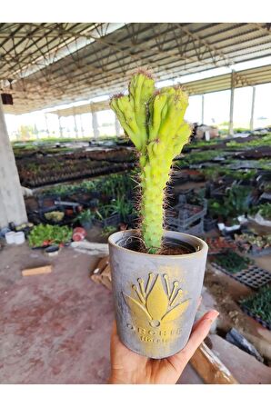 Dekoratif Antrasit Saksıda Cereus Repandus Kaktüs