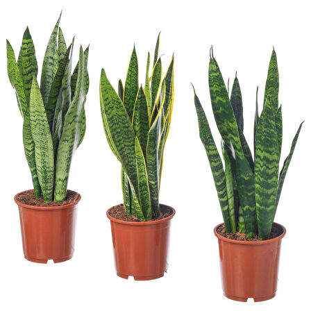Canlı bitki, yeşil, 14 cm, SANSEVERIA TRIFASCIATA