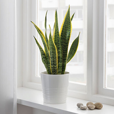 Canlı bitki, yeşil, 14 cm, SANSEVERIA TRIFASCIATA