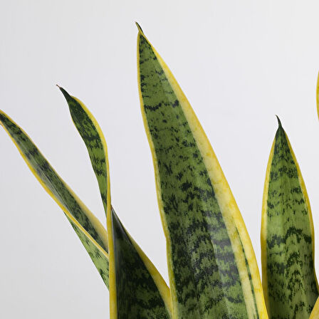 Canlı bitki, yeşil, 14 cm, SANSEVERIA TRIFASCIATA