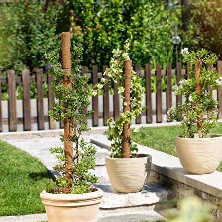 COCONUT BİTKİ ÇUBUĞU- 60CM