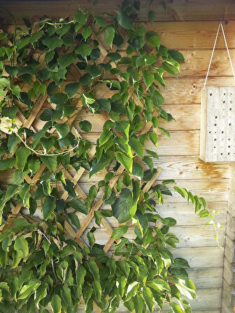 AHŞAP BİTKİ KAFESİ 90 X 180CM