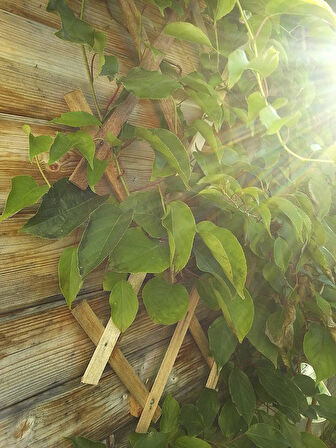 AHŞAP BİTKİ KAFESİ 90 X 180CM