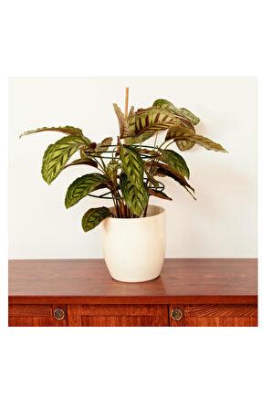 Bitki Destek Halkası 3 Adet 40cm