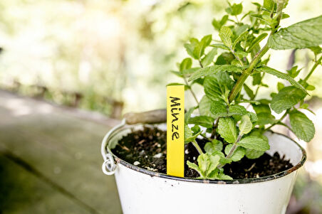 Sarı Ahşap Bitki Etiketi 25'li Set