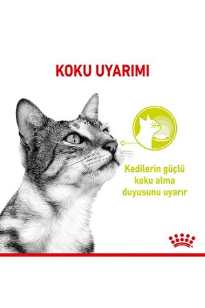  Sensory Smell in Gravy Adult Kedi Konservesi 12X85 Gr