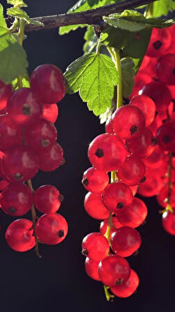 1 Yaş Kırmızı Frenk Üzümü (Ribes rubrum) Fidanı - Bahçeniz İçin Verimli ve Lezzetli