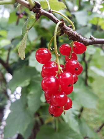 1 Yaş Kırmızı Frenk Üzümü (Ribes rubrum) Fidanı - Bahçeniz İçin Verimli ve Lezzetli