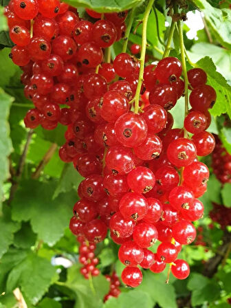 1 Yaş Kırmızı Frenk Üzümü (Ribes rubrum) Fidanı - Bahçeniz İçin Verimli ve Lezzetli