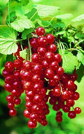 1 Yaş Kırmızı Frenk Üzümü (Ribes rubrum) Fidanı - Bahçeniz İçin Verimli ve Lezzetli
