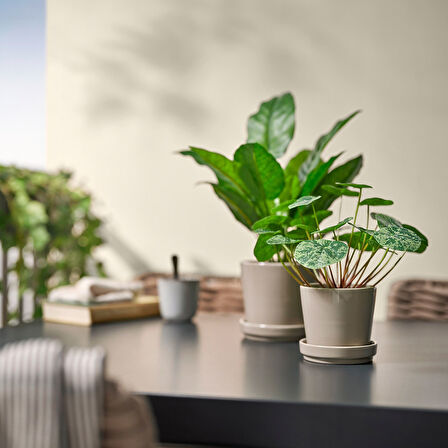 Yapay bitki, yeşil, 9 cm, Pilea, iç/dış mekan