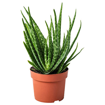 Canlı bitki, yeşil, 12 cm, aloe vera