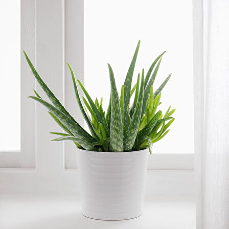 Canlı bitki, yeşil, 12 cm, aloe vera
