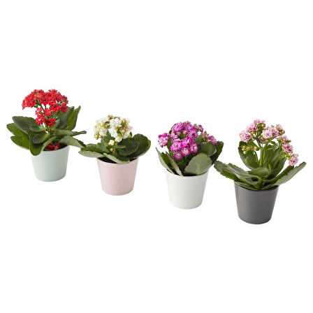 Canlı bitki, çok renkli, 6 cm, Kalanşo