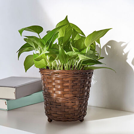 Bambu saksı, kahverengi, 15 cm