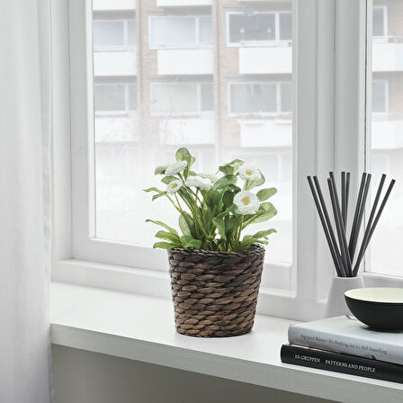 Rattan saksı, su sümbülü, 12 cm