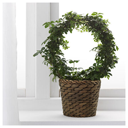 Rattan saksı, su sümbülü, 12 cm