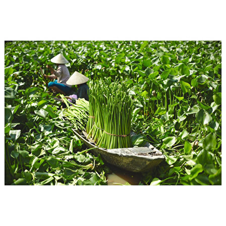 Rattan saksı, su sümbülü, 12 cm