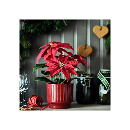 Yapay bitki, kırmızı, 12 cm, Atatürk çiçeği, iç-dış mekan