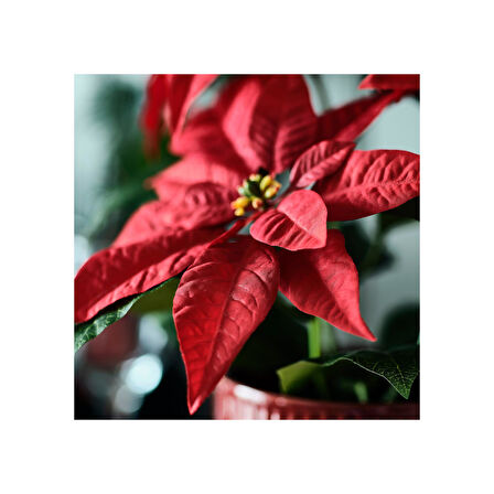 Yapay bitki, kırmızı, 12 cm, Atatürk çiçeği, iç-dış mekan