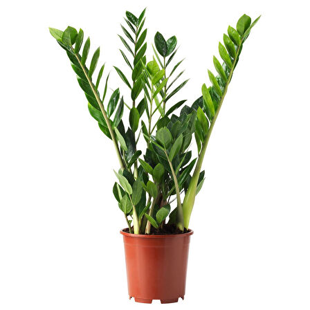 Canlı bitki, yeşil, 17 cm, zamioculcas