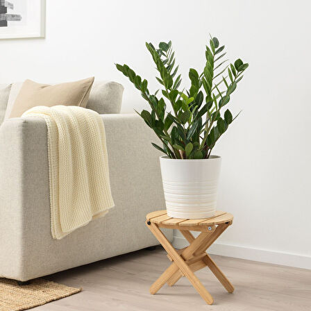 Canlı bitki, yeşil, 17 cm, zamioculcas