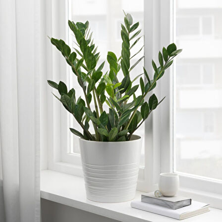 Canlı bitki, yeşil, 17 cm, zamioculcas