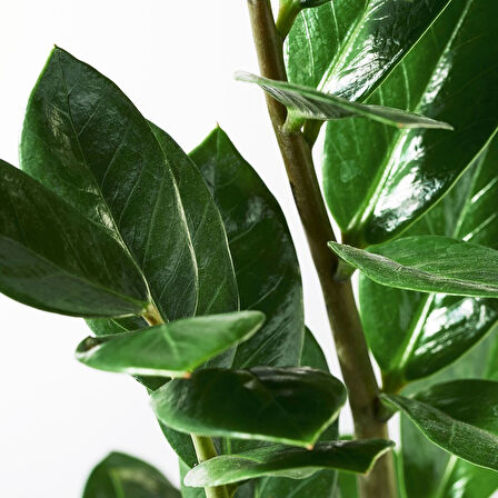 Canlı bitki, yeşil, 17 cm, zamioculcas