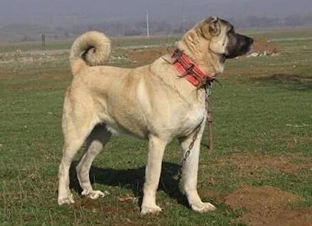 Çivili Tasma Dokuma Kangal Köpek Boyun Tasması Dikenli Kurt Tasma