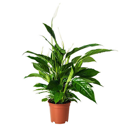 Canlı bitki, beyaz-yeşil, 17 cm, spathiphyllum cupido