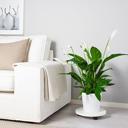 Canlı bitki, beyaz-yeşil, 17 cm, spathiphyllum cupido