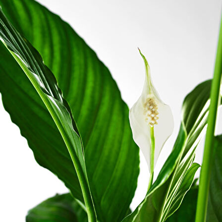 Canlı bitki, beyaz-yeşil, 17 cm, spathiphyllum cupido