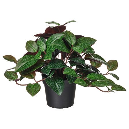 Yapay bitki, yeşil, 9 cm, mücevher orkidesi, iç/dış mekan