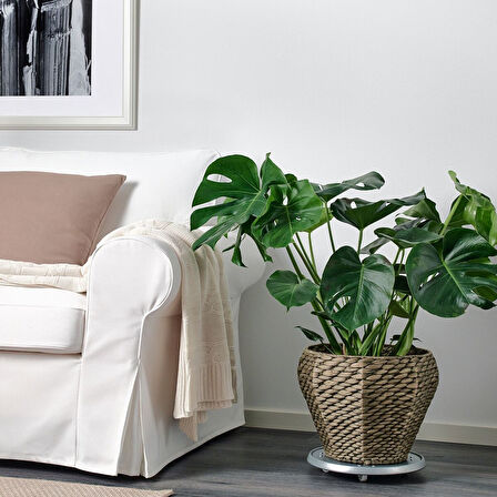 Rattan saksı, su sümbülü, 24 cm