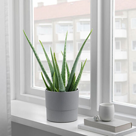 Plastik saksı, gri, 15 cm