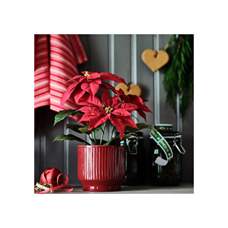 Seramik saksı, kırmızı, 12 cm, iç-dış mekan