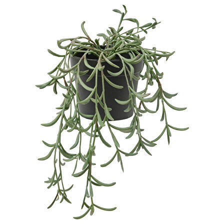 Yapay bitki, yeşil, 9 cm, senecio radicans