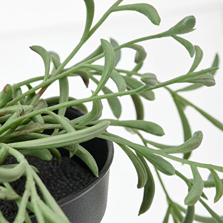 Yapay bitki, yeşil, 9 cm, senecio radicans