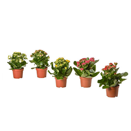 Canlı bitki, çok renkli, 10.5 cm, CALANDIVA-çeşitli renkler