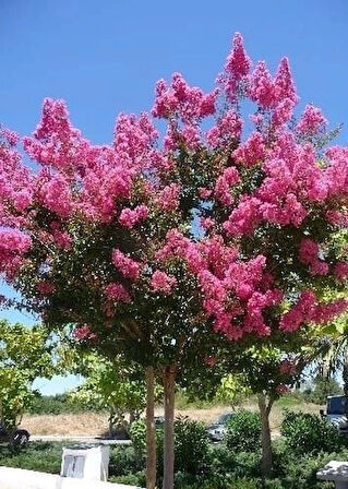 2 Yaş Pembe Oya Ağacı Fidanı (Lagerstroemia indica) - Zarif ve Hoş Çiçekli Bahçe Bitkisi