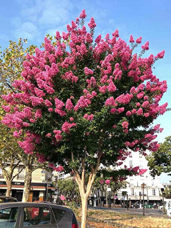 2 Yaş Pembe Oya Ağacı Fidanı (Lagerstroemia indica) - Zarif ve Hoş Çiçekli Bahçe Bitkisi