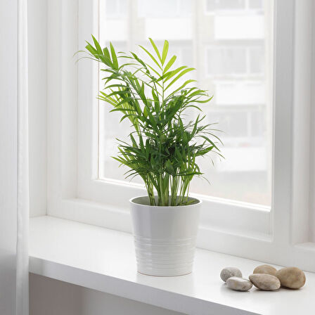 Canlı bitki, yeşil, 9 cm, salon palmiyesi
