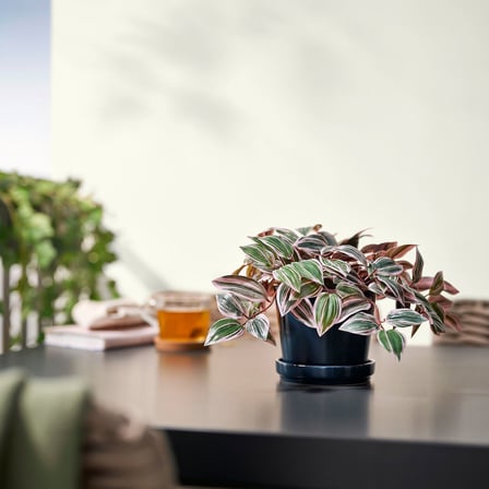 Yapay bitki, yeşil, 12 cm, Tradesceantia, iç/dış mekan